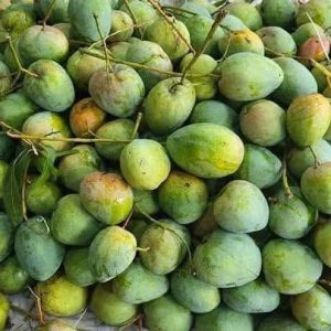 হিমসাগর ও গোপালভোগ আম ১০ কেজি